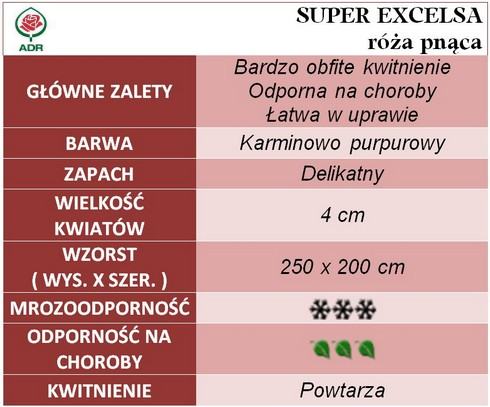 Super Excelsa róże pnące